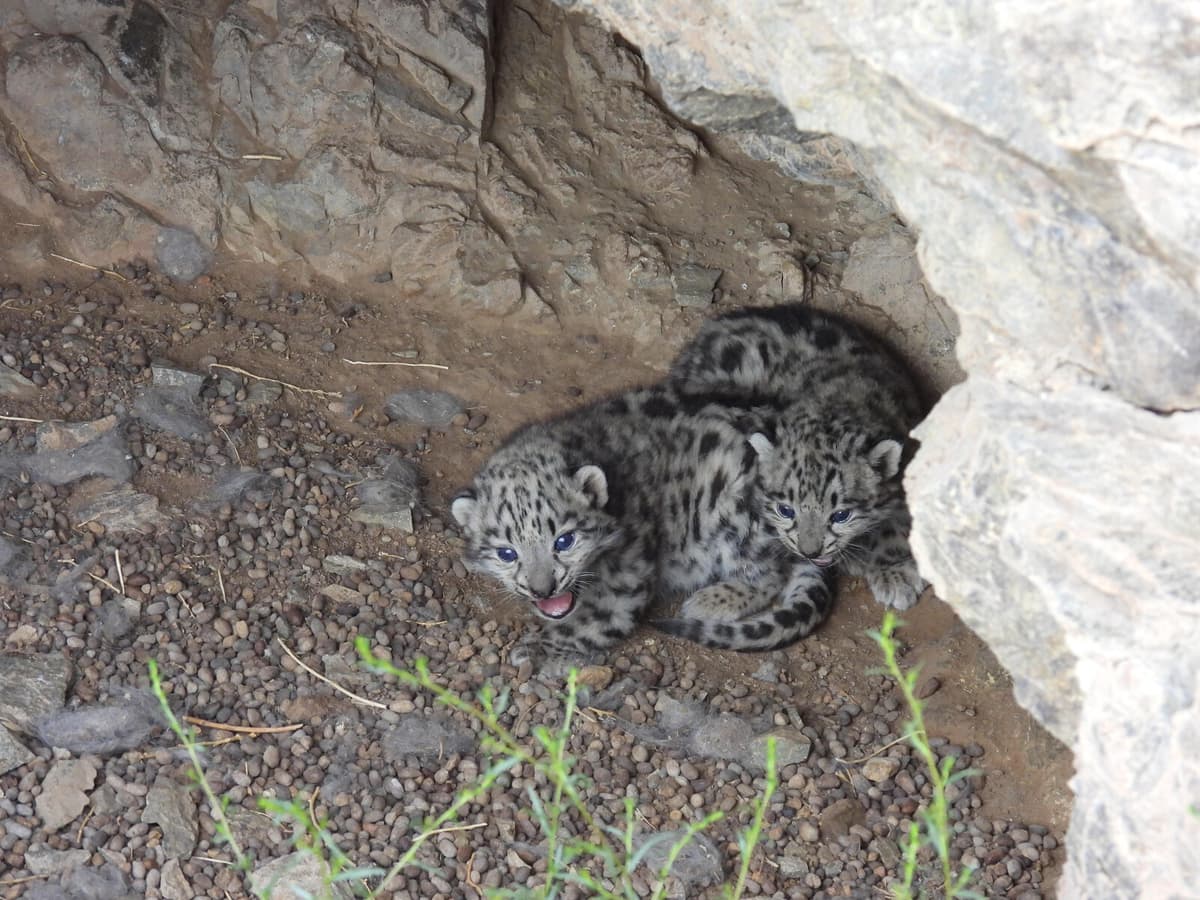 Researchers Discover Snow Leopard Dens in Mongolia