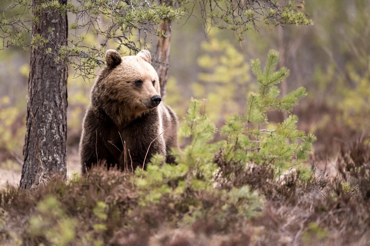 Female Bears Use Human Areas to Shield Cubs from Males