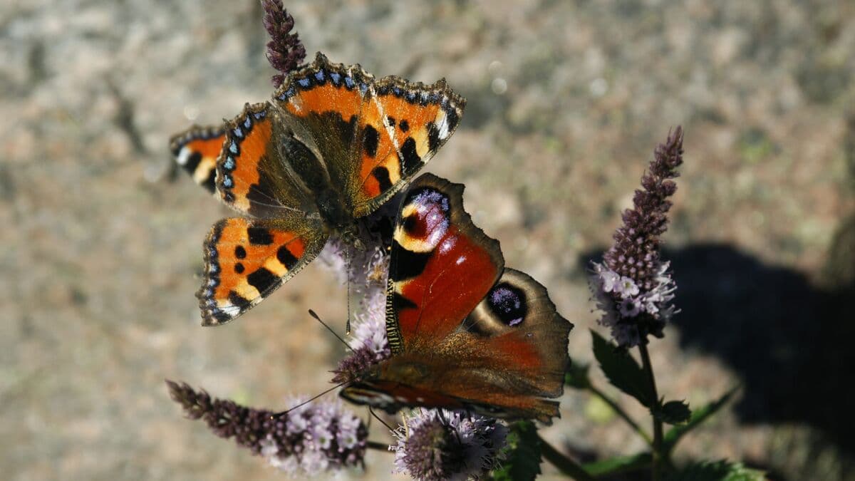 Save the stinging nettles, get a swarm of butterflies