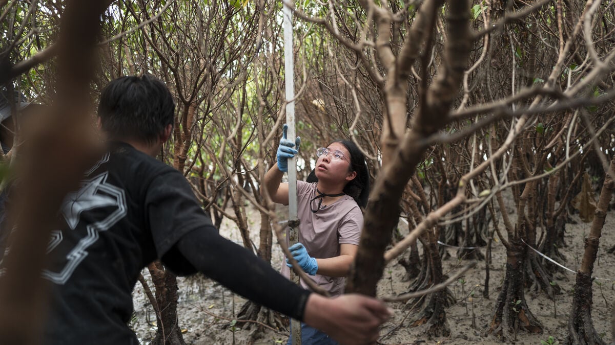 252 Million Hectares of Degraded Land Are Being Restored Worldwide, UN Report Finds