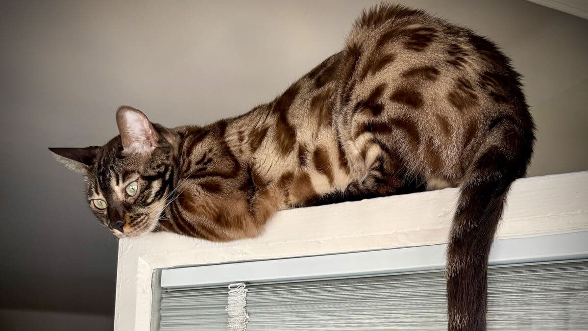 Luna now Sweden's most common registered cat name, Sigge relegated to third place