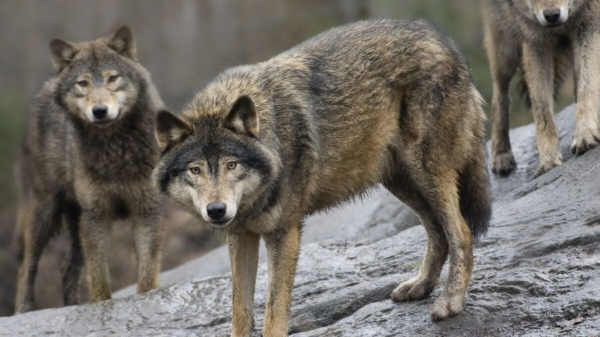 Six Sheep Killed in Wolf Attack in Sweden’s Värnamo Municipality