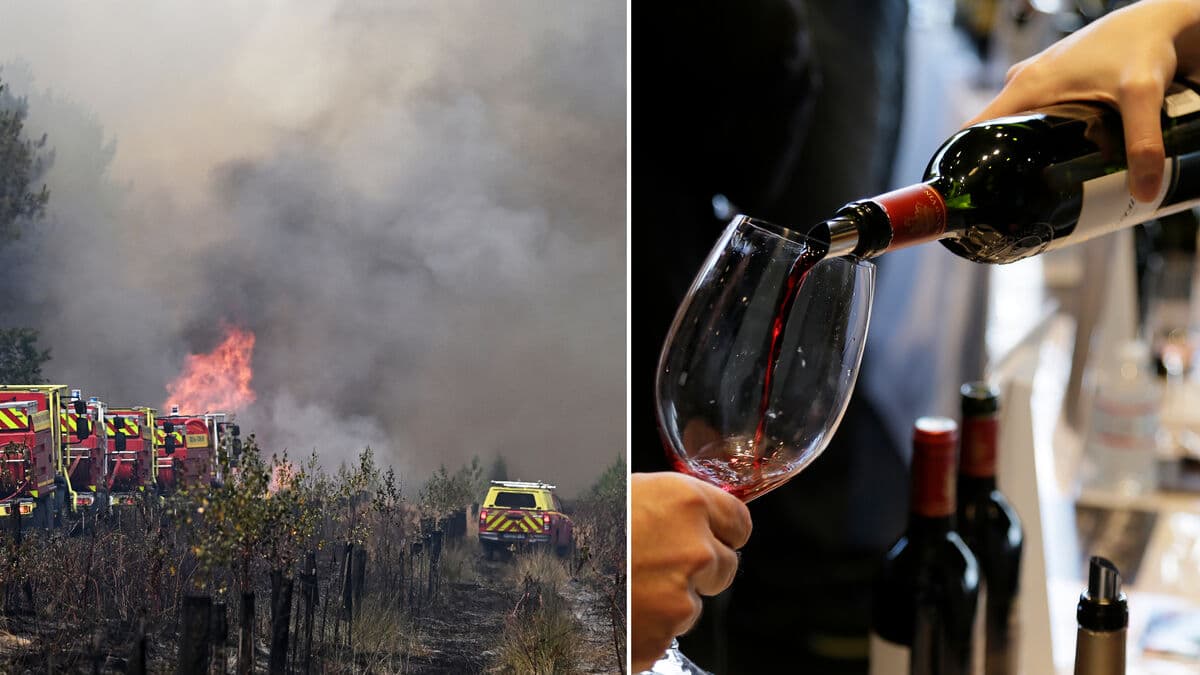 Summer fires could push up wine prices as shortages loom