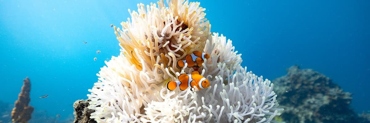 Clownfish Shrink in Response to Rising Water Temperatures