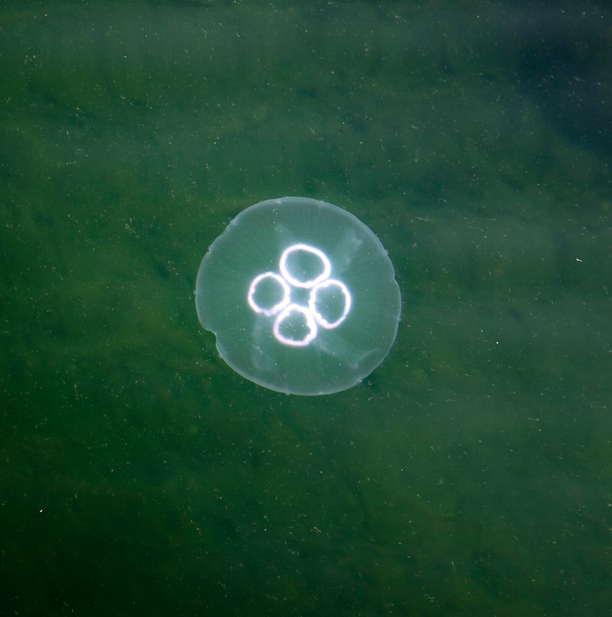 Researchers Seek Public Help for Monthly Jellyfish Reports