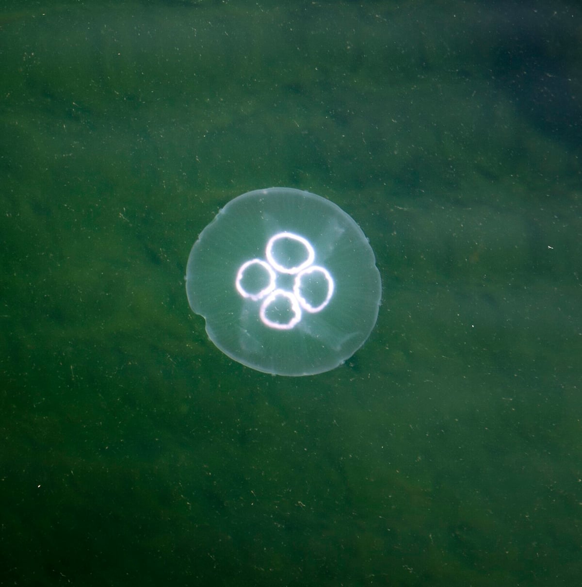 Researchers Seek Public Help for Monthly Jellyfish Reports