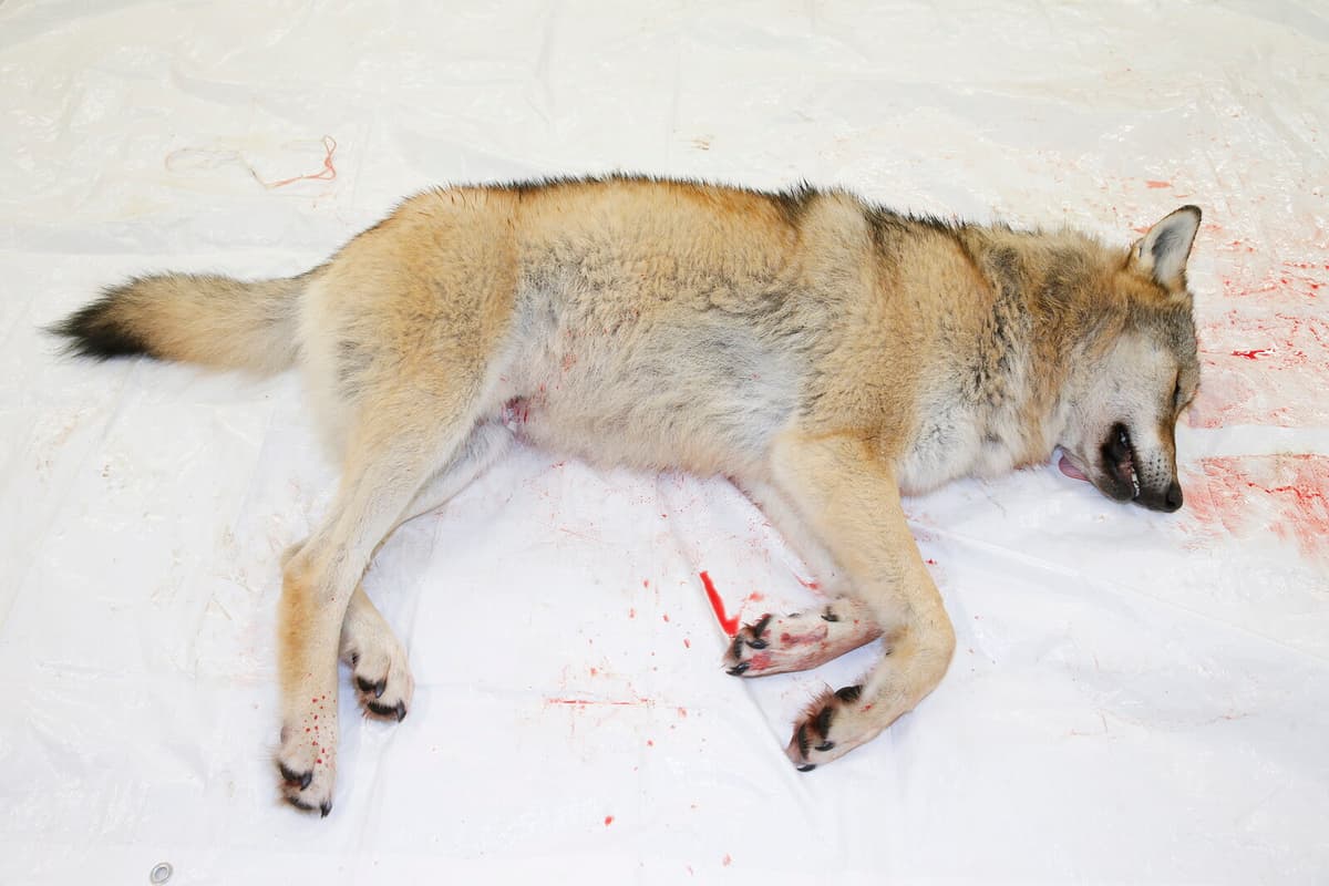 26 Hunters Convicted in Finland's Largest Poaching Trial