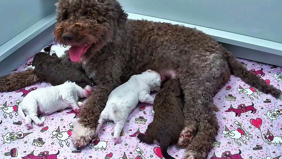 Finnish Puppy Livestream Draws More Than 10 Million Viewers Worldwide