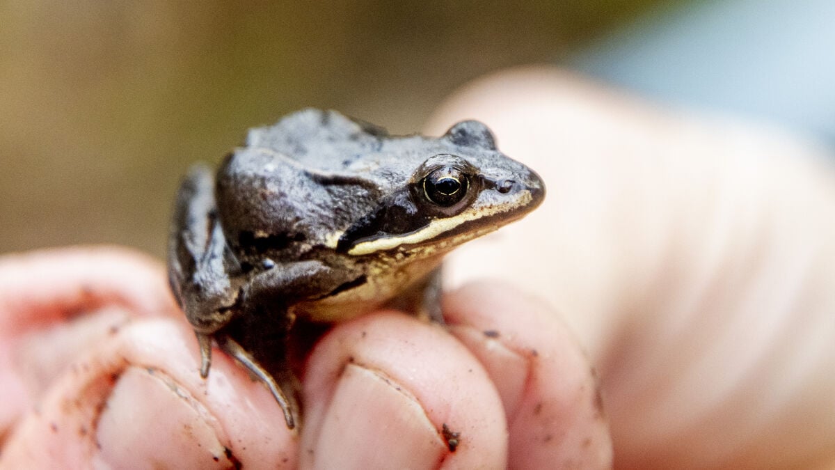 Many motorists fined when frogs are protected in Uppsala