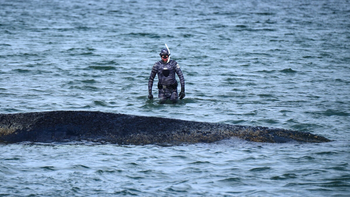 Humpback whale stranded again, fighting for its life