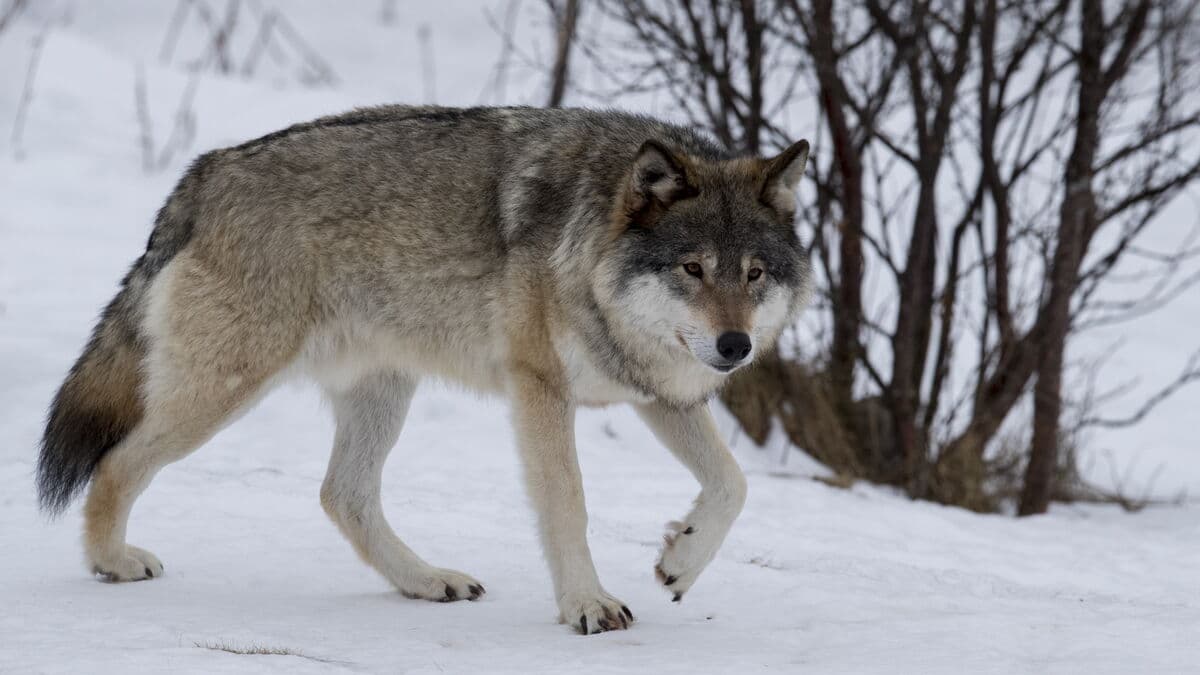 Wolf shot from helicopter in Norrbotten