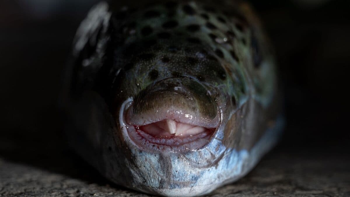 Silver-cheeked pufferfish scares tourists - don't touch it