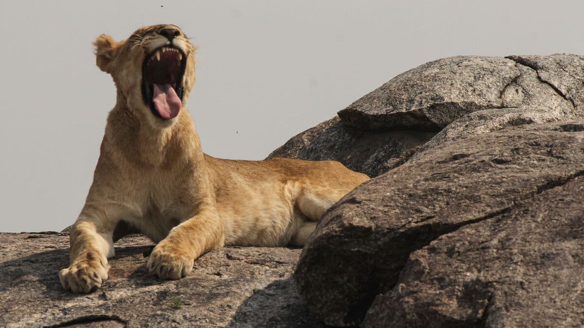 Ten lions found dead after suspected poisoning in Tanzania’s Ngorongoro Conservation Area