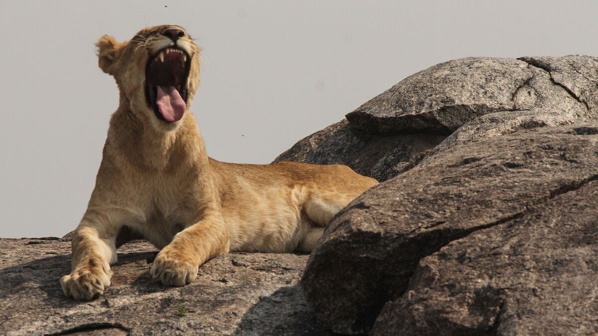Ten lions found dead after suspected poisoning in Tanzania’s Ngorongoro Conservation Area