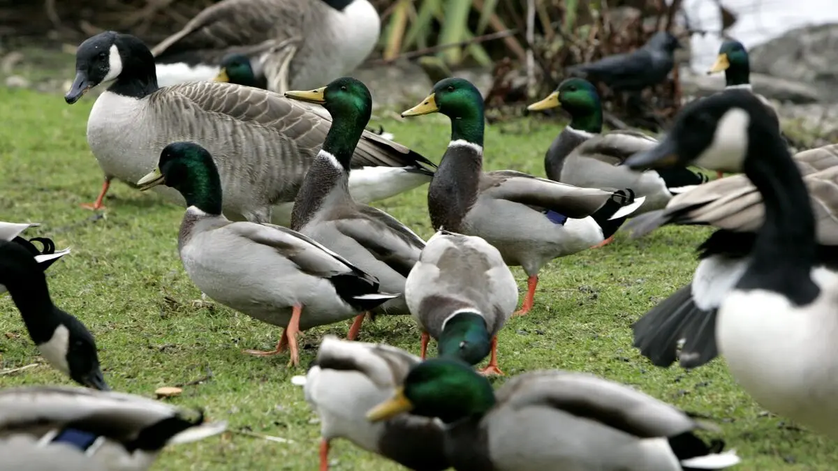 Bird flu confirmed at northwestern Skåne facility, 40,000 ducks at risk of being euthanized