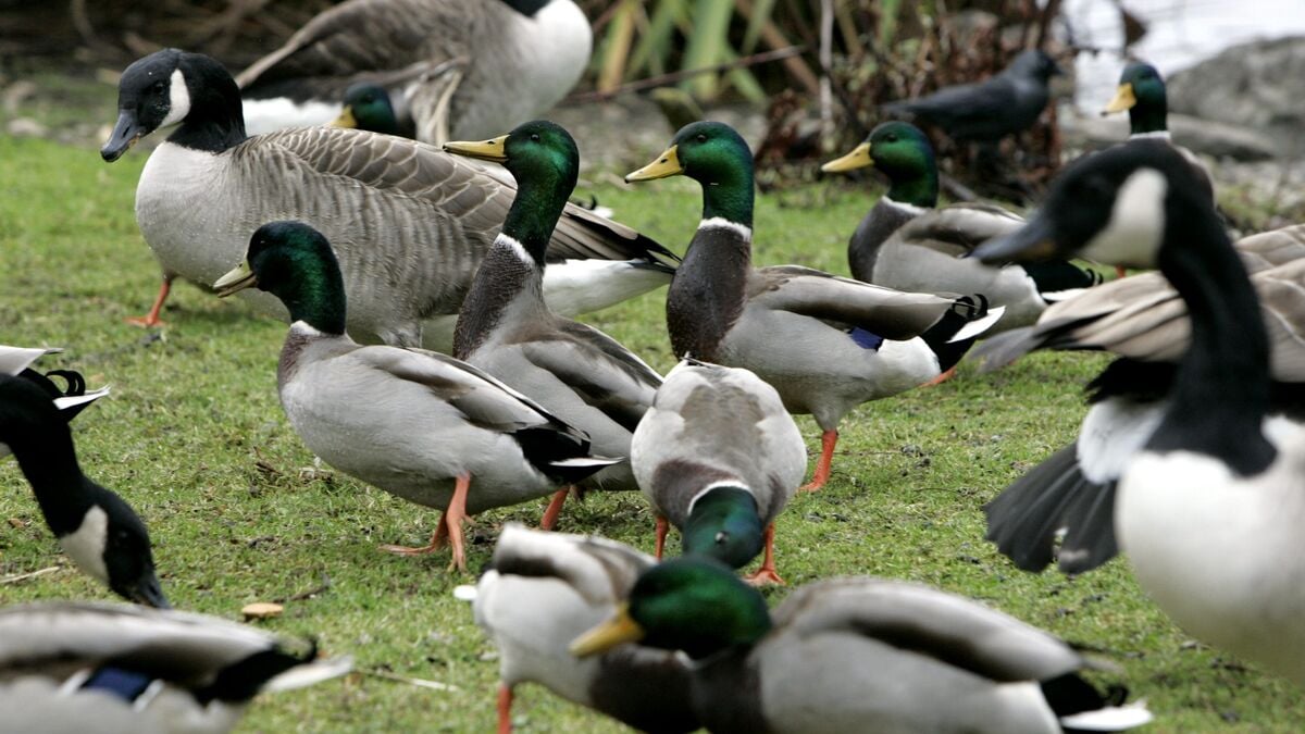 Bird flu confirmed at northwestern Skåne facility, 40,000 ducks at risk of being euthanized