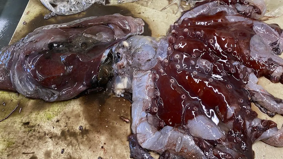 Ghost octopus appeared at fish auction – “unusual”