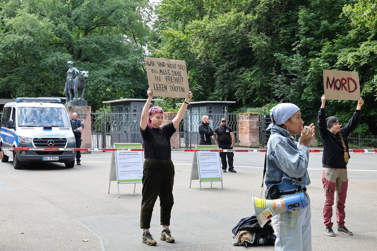 Protest Erupts at German Zoo Over Baboons' Culling
