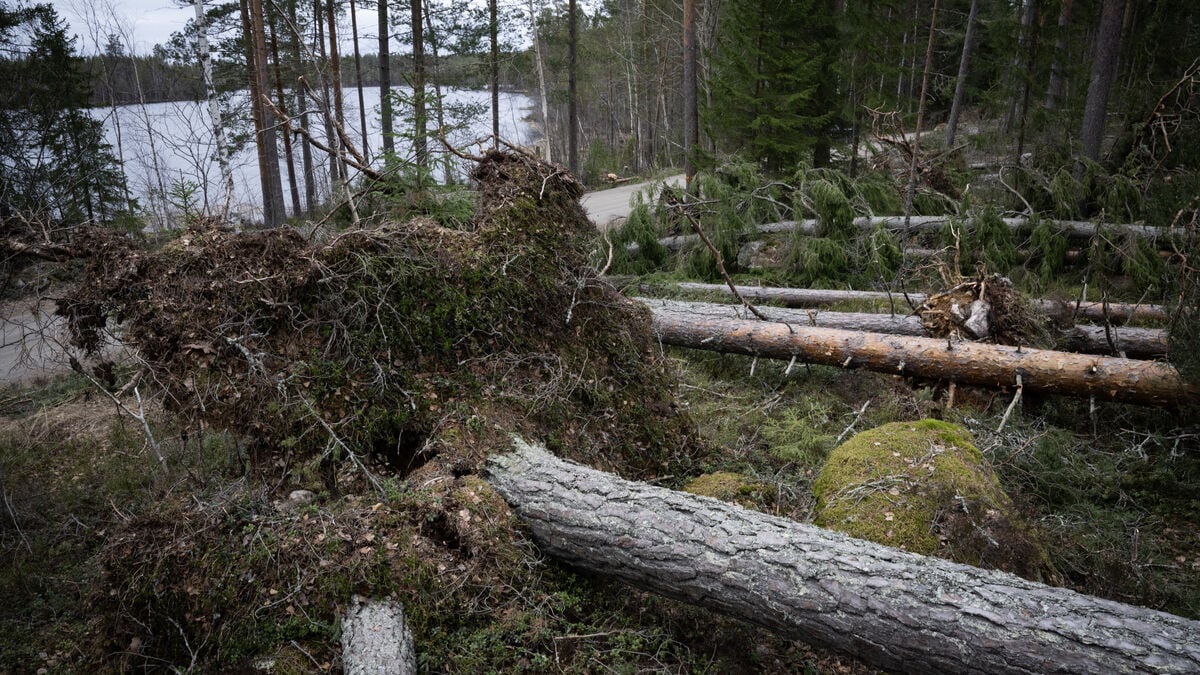 Swedish Forest Agency steps up storm protection with AI and spruce bark beetle monitoring