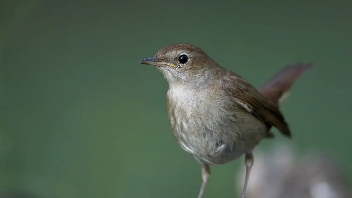 How the nightingale crosses the Sahara