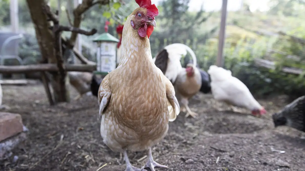 Mandatory vaccination against Newcastle disease