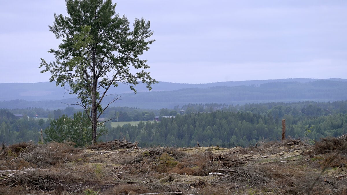 Forests do not solve climate problems: "Unrealistic"