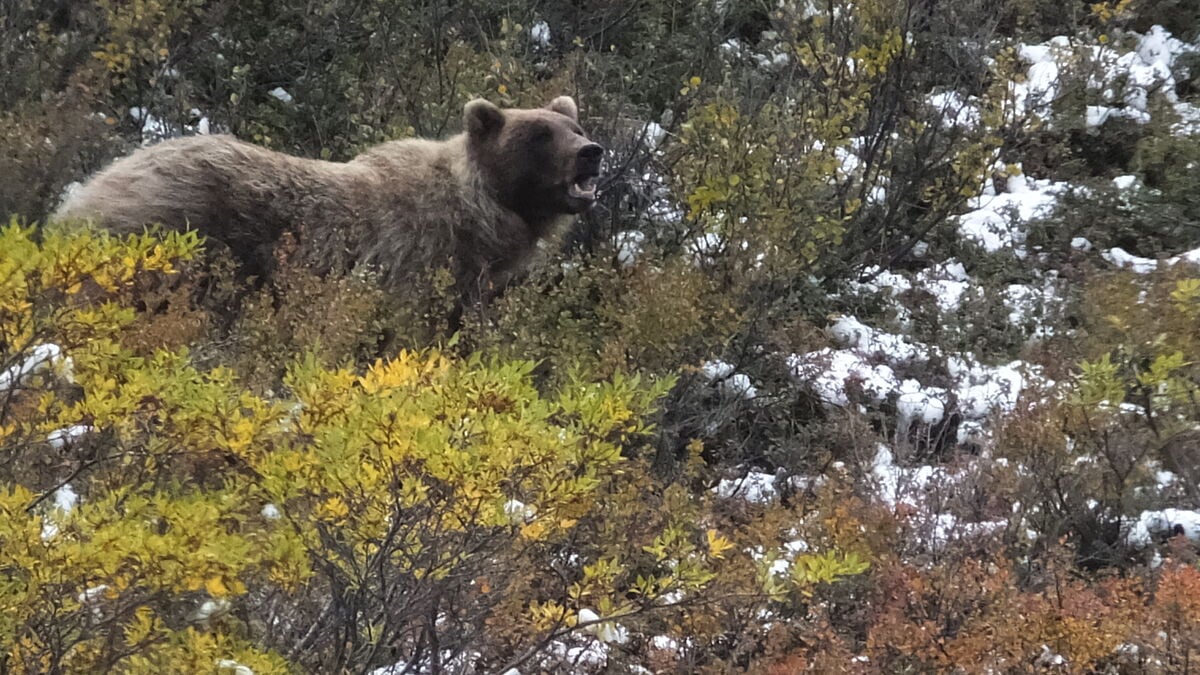 Two U.S. soldiers injured in bear attack during training exercise in Alaska