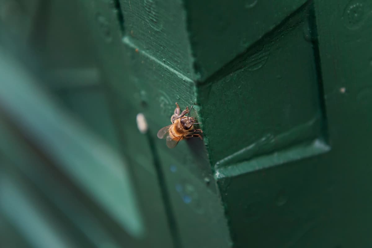 250 Million Bees Released After Truck Accident in Northwestern USA