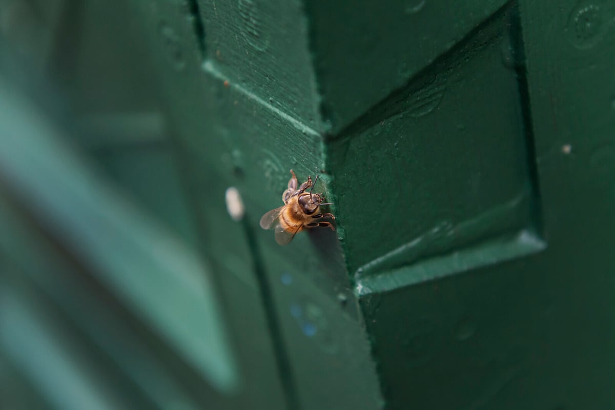 250 Million Bees Released After Truck Accident in Northwestern USA