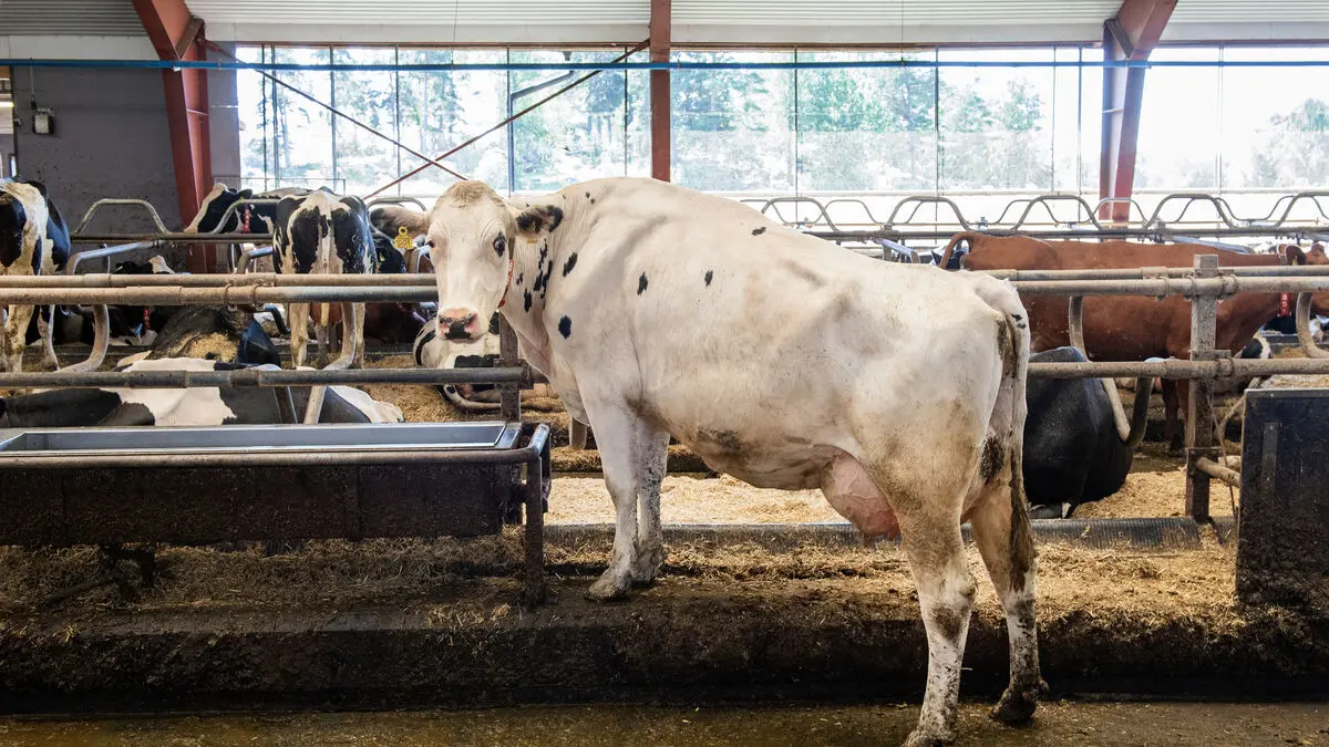 Man arrested after revelation about slaughtered cows