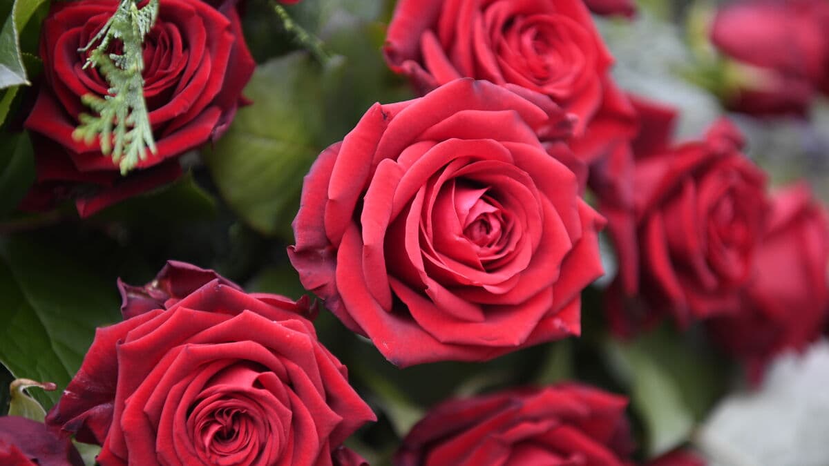 Suspected Rose Scam Arrests Made in Arjeplog