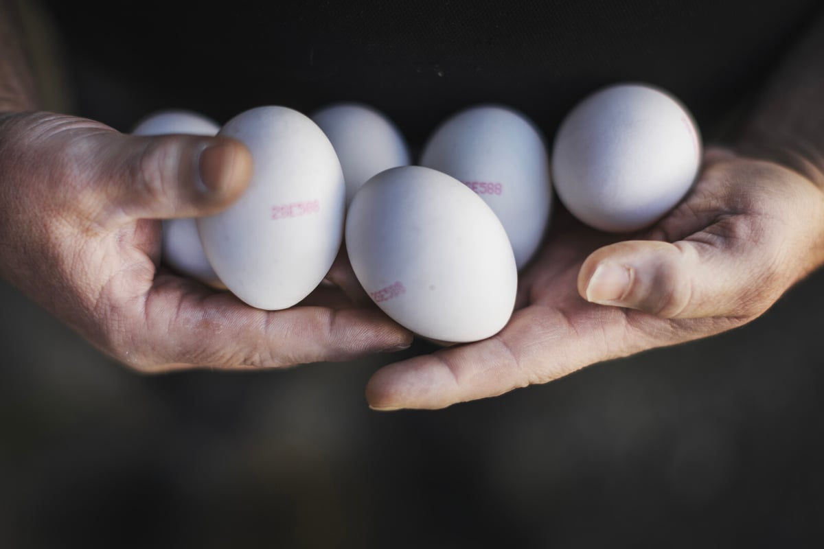 Salmonella Outbreak in Sweden Linked to Local Egg Producer