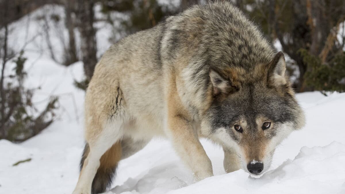County administrative boards receive three-year decision-making power on wolf hunting