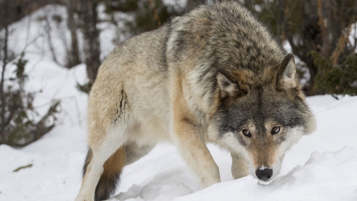 County administrative boards receive three-year decision-making power on wolf hunting