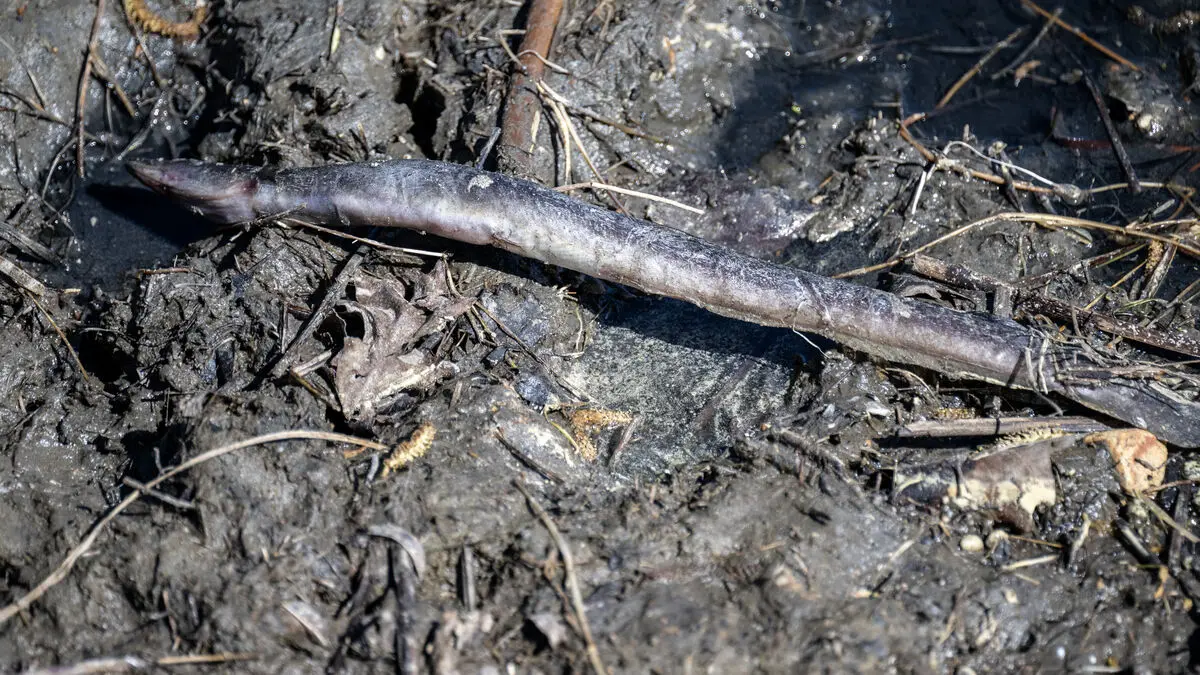 Dead eels after sewage discharge in Malmö canal