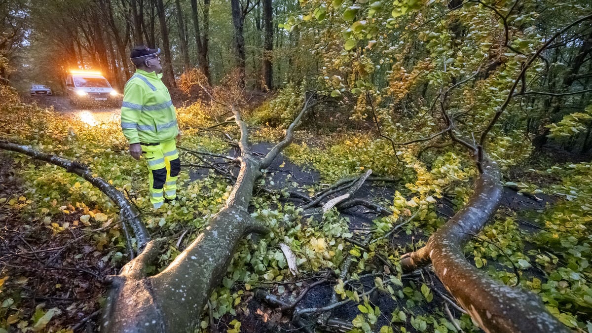 Unusual Southerly Winds Raise Risk of Falling Trees Across Sweden, SMHI Warns