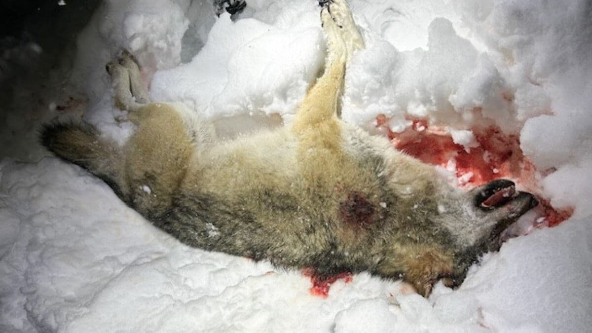 10 men jailed in Norway for illegal wolf hunting