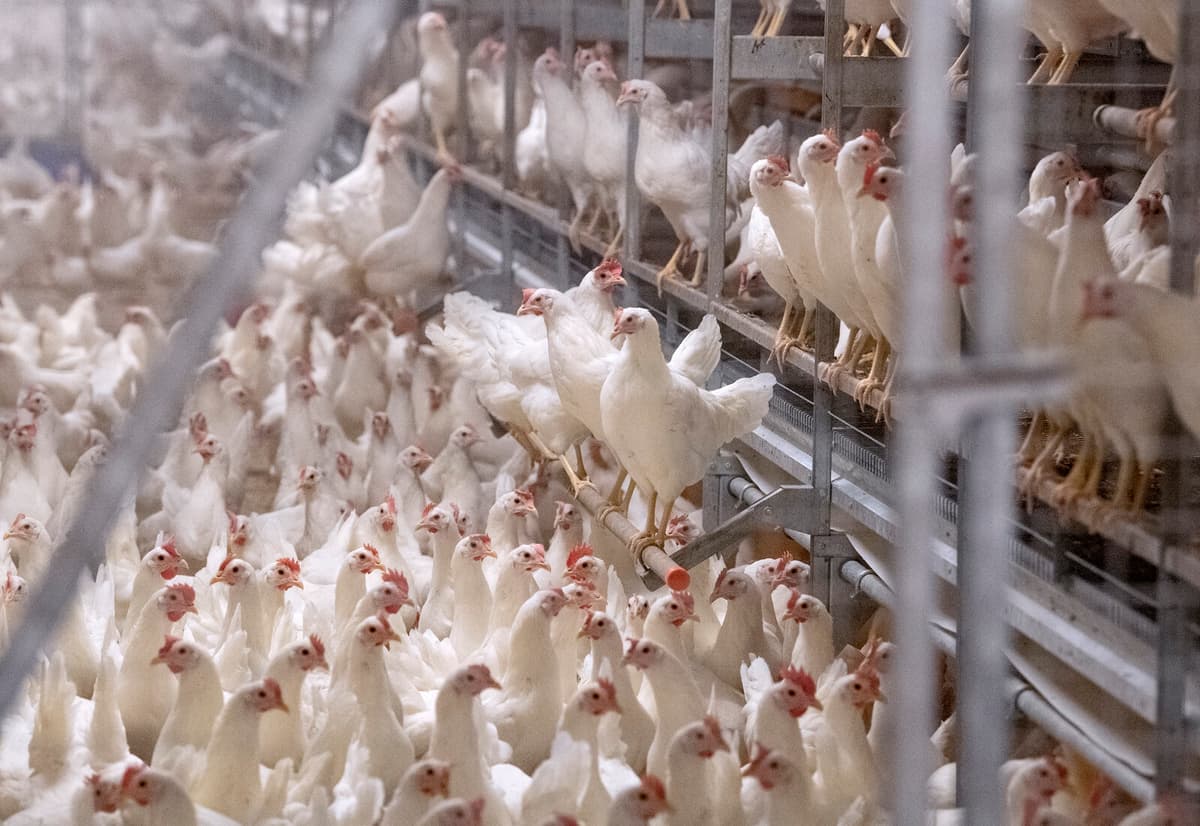 Rise in Campylobacter Cases in Sweden This Summer