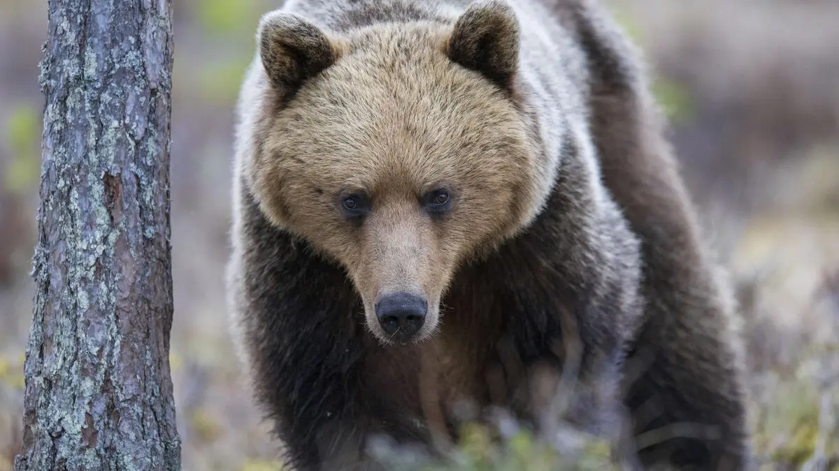 394 bears allowed to be killed - decision faces strong criticism