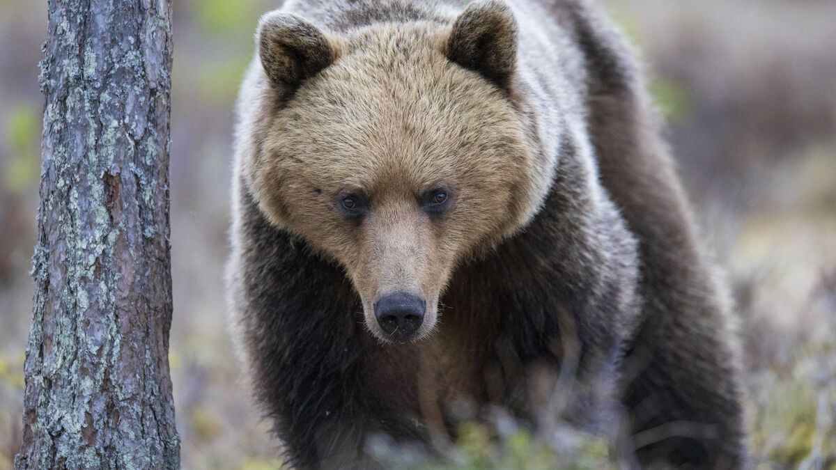 394 bears allowed to be killed - decision faces strong criticism