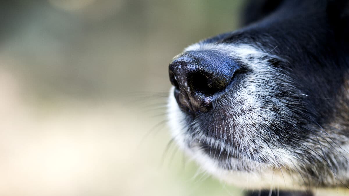 Dog was to be euthanized - sister shot