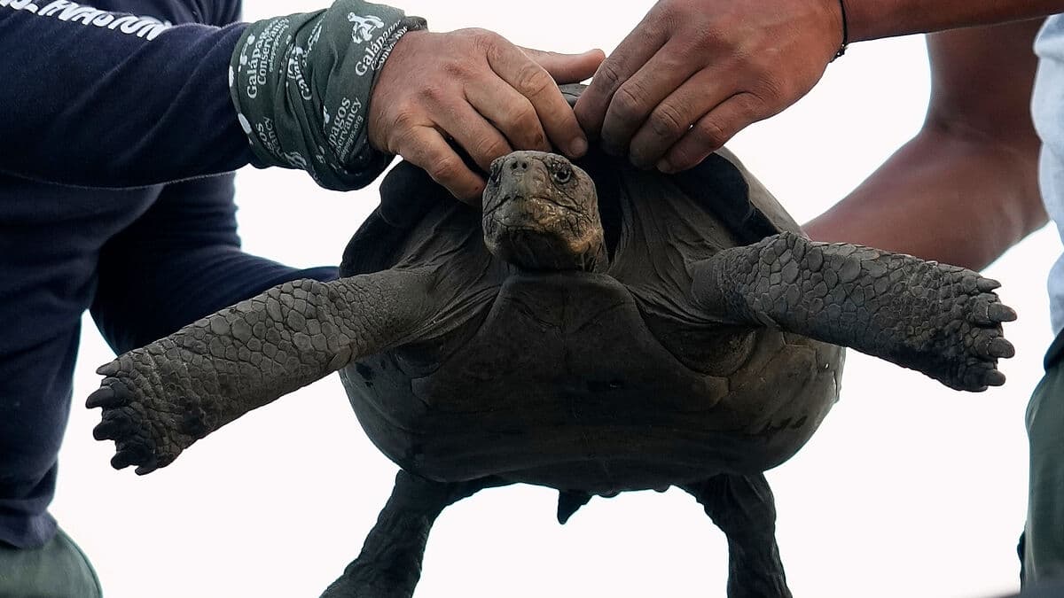 Hope for comeback of extinct giant tortoises on Floreana