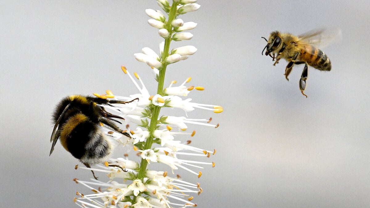 Bumblebees are being displaced by honeybees