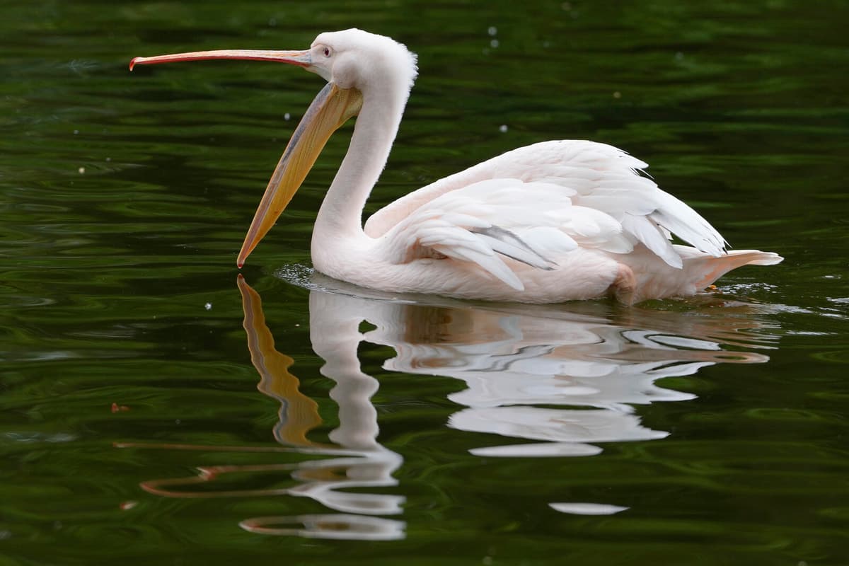 Pelicans Escape Odense Zoo Aviary; One Recaptured, One Still Loose