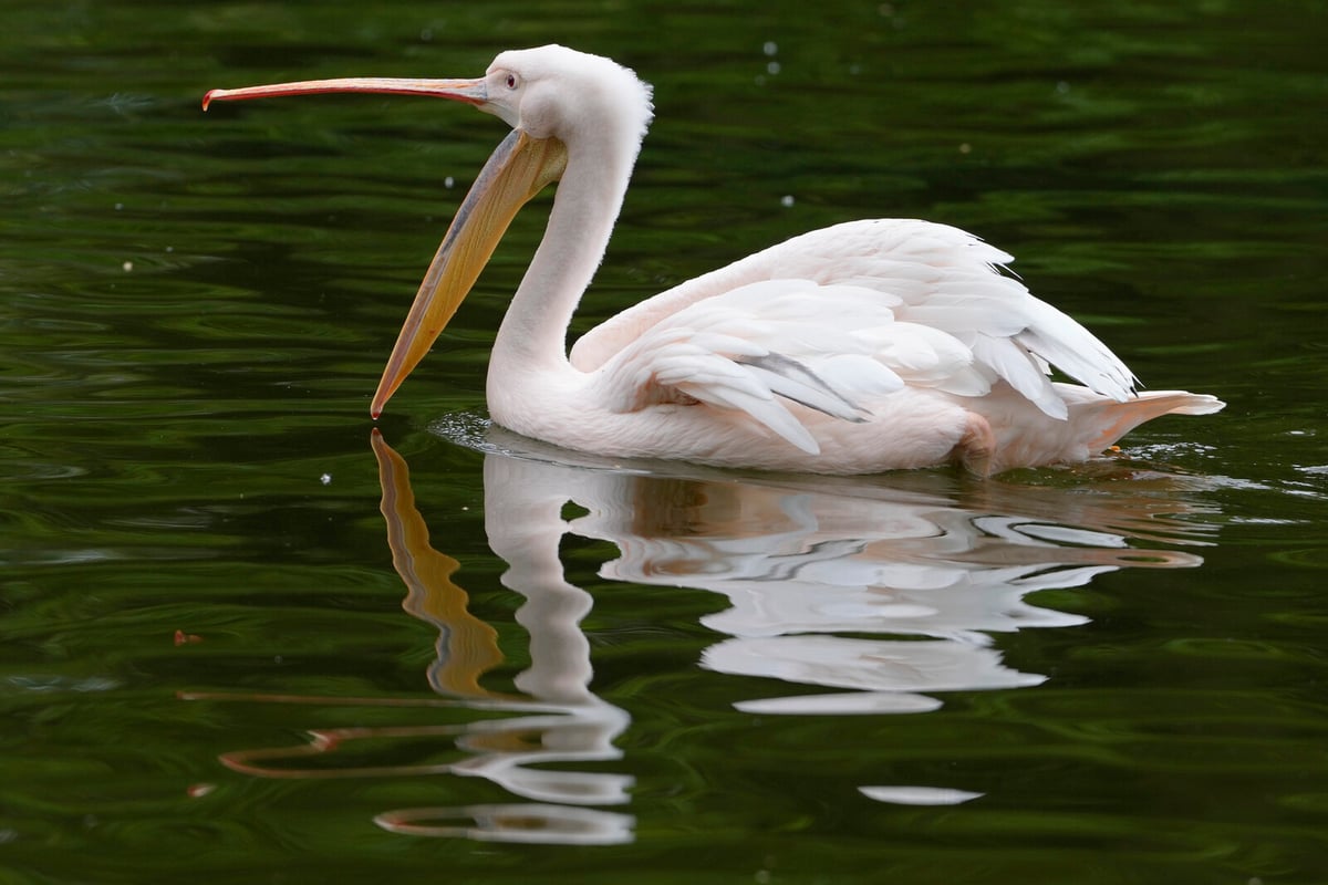 Pelicans Escape Odense Zoo Aviary; One Recaptured, One Still Loose