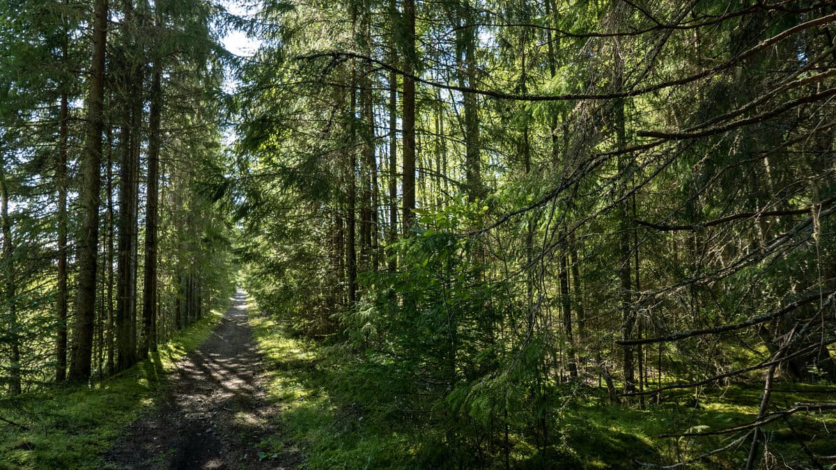 EU Parliament Rejects Forest Monitoring Proposal