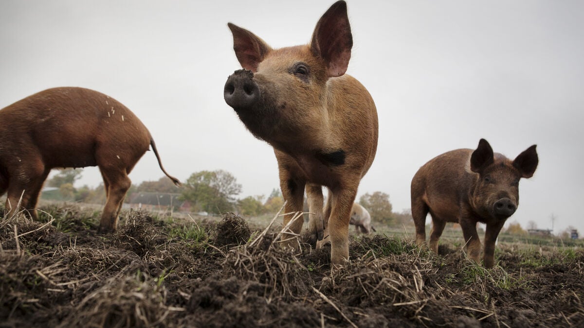 Pigs Escape After Truck Overturns on Highway 24 Near Hässleholm