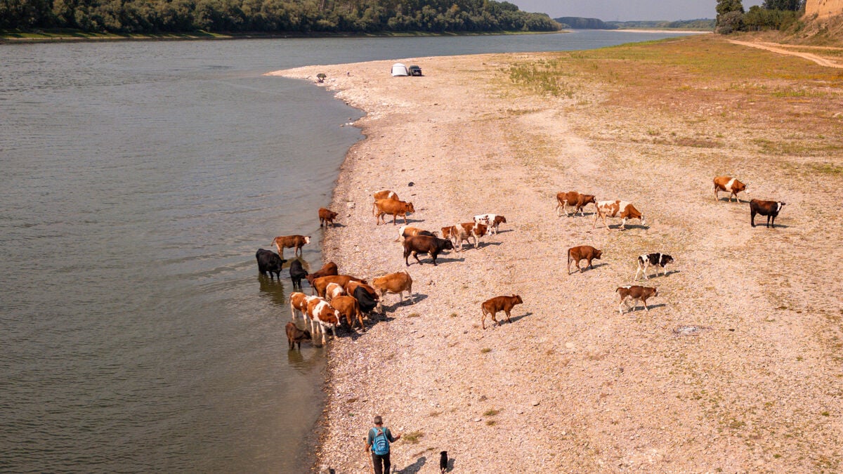 Record Hot August Sets New Global Temperature High, Copernicus Says