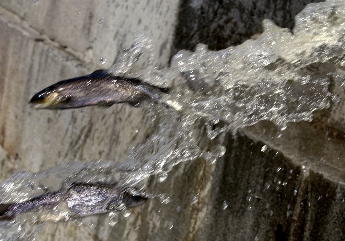 Salmon Migration in Torne River Now Live-Streamed by SVA