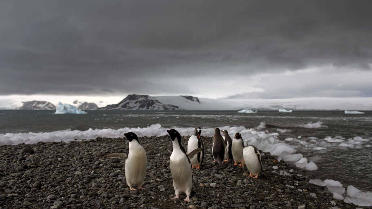 Penguin Droppings Help Fuel Snowmelt in Antarctica, Study Finds